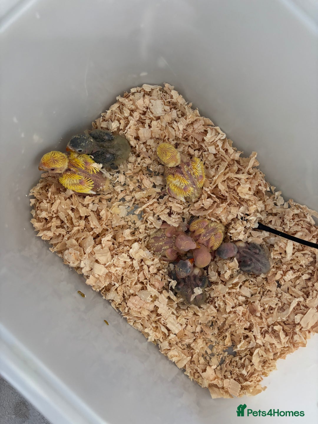 Lovebirds birds for sale: Hand reared beautiful love birds - Advert 5