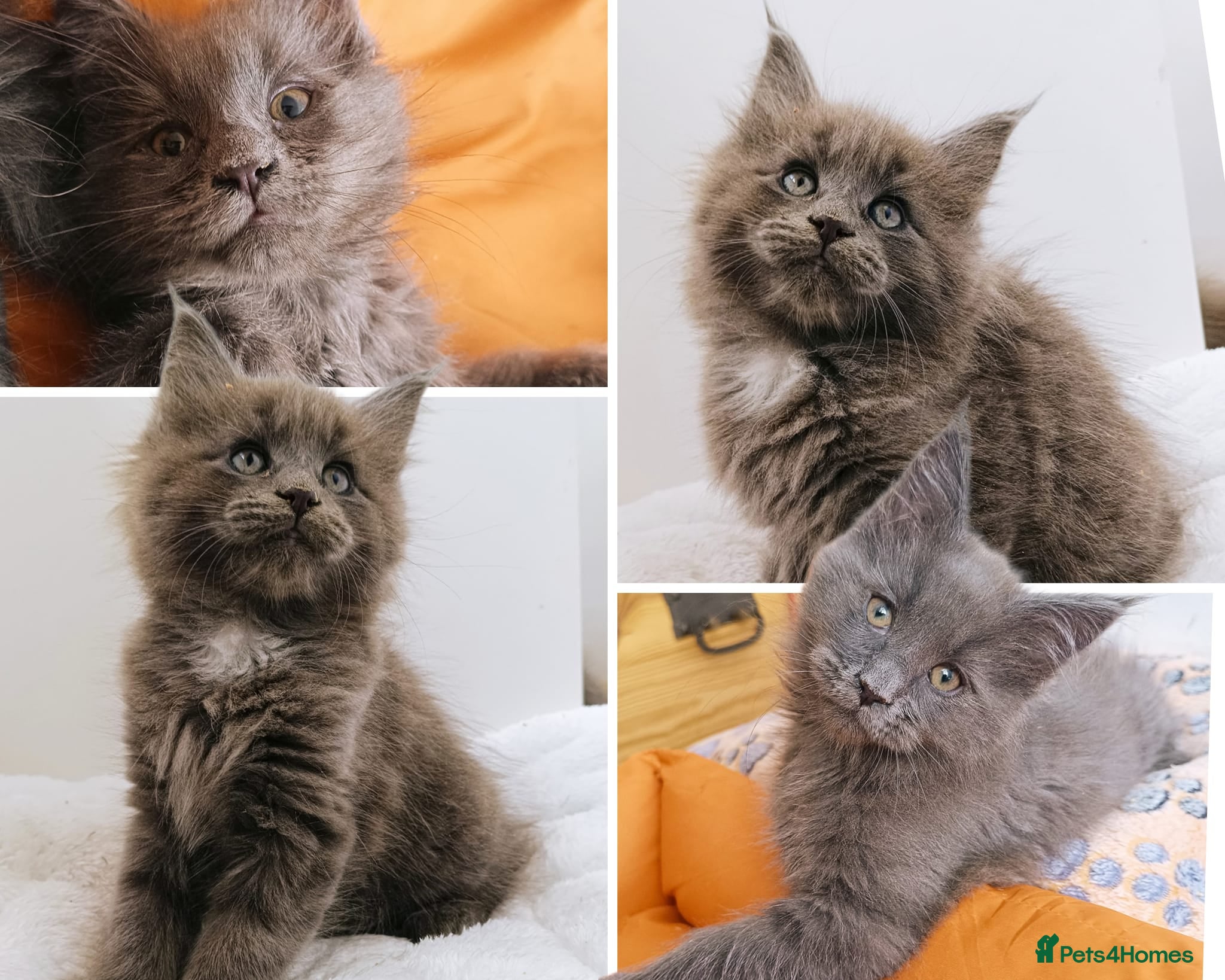 Maine Coon cats XXL Maine coon kittens + DNA health tested - Advert 16