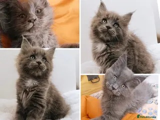 Maine Coon cats XXL Maine coon kittens + DNA health tested - Advert 17