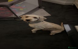 Cockapoo dogs for stud: Buddy the cockapoo ❤️ - Advert 8