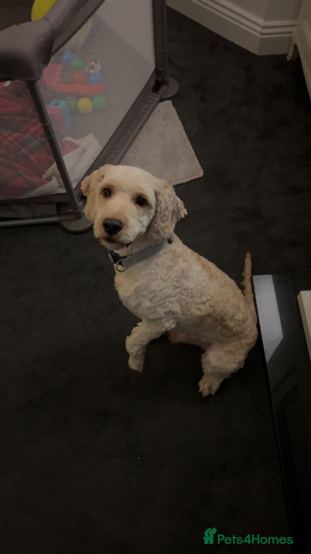 Cockapoo dogs for stud: Buddy the cockapoo ❤️ - Advert 8