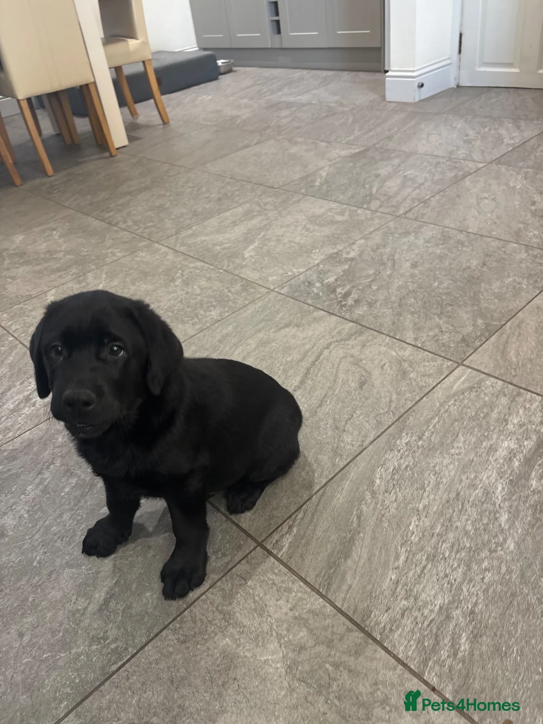 Labrador Retriever dogs for sale: KC registered Labradors - Advert 1