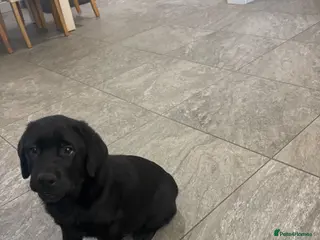 Labrador Retriever dogs KC registered Labradors - Advert 3