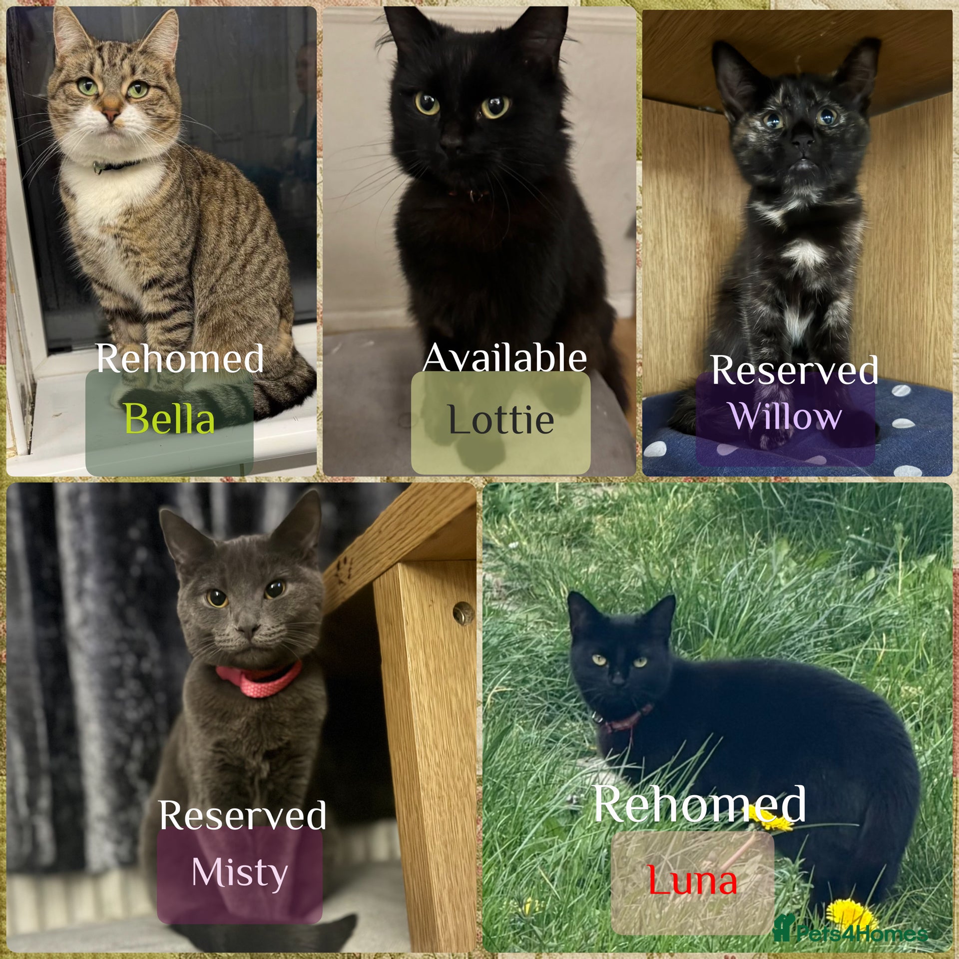Mixed Breed cats Five beautiful cats!! - Advert 12
