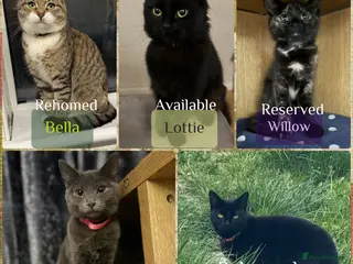 Mixed Breed cats Five beautiful cats!! - Advert 12