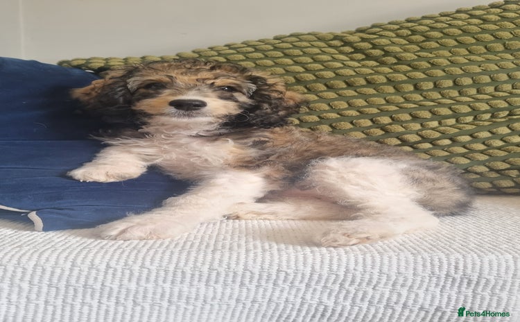 Cavapoo dogs in Watchet - Advert 6