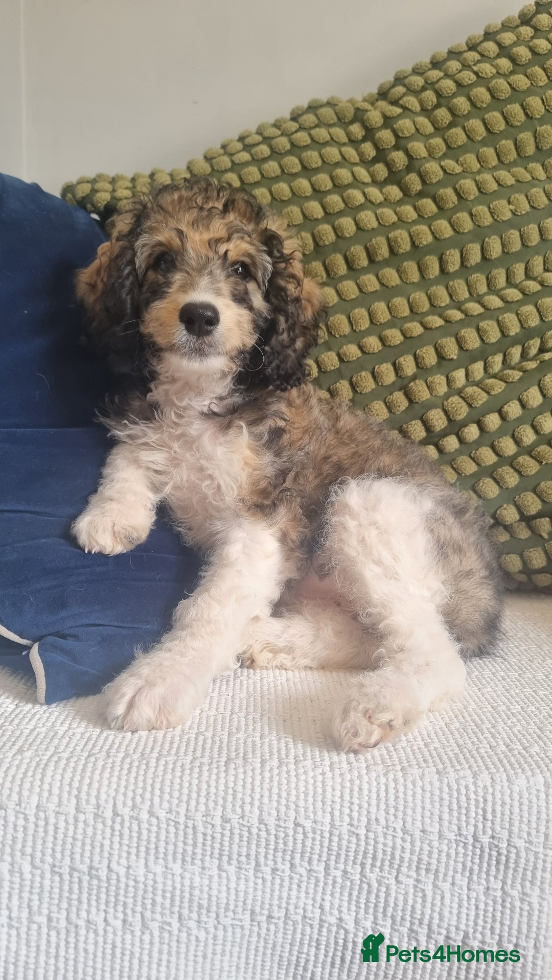Cavapoo dogs for sale: F1b Standard Cavapoo, 3 remaining ready to leave in Watchet - Image 2