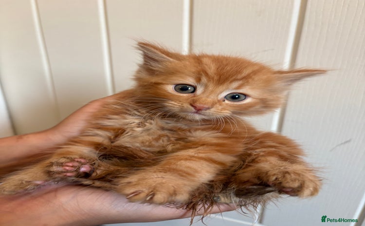 Domestic Shorthair cats - Advert 2