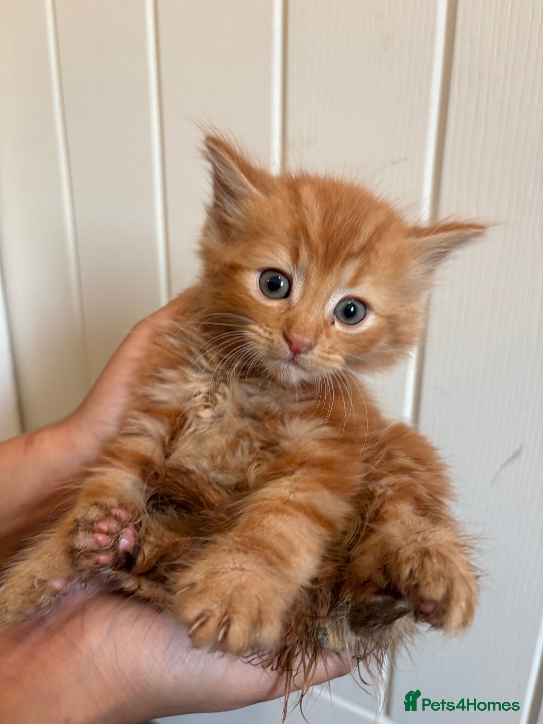 Domestic Shorthair cats for sale: Kittens for Sale  - Image 1