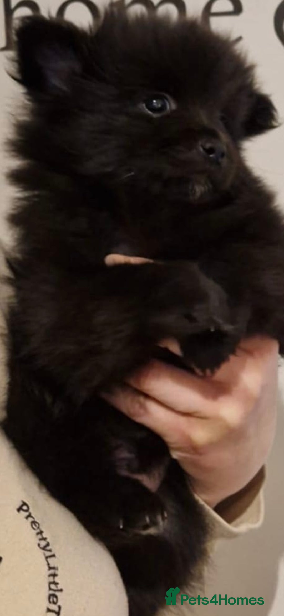 Pomeranian dogs for sale: 5 month old Pomeranian  - Image 7
