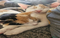 Mixed Breed cats for sale: 2 female kittens for sale  - Image 6