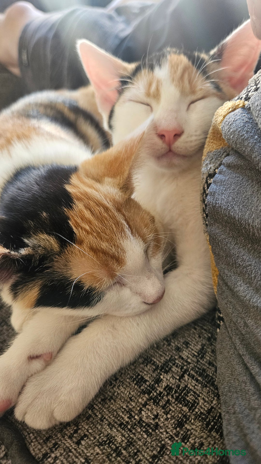 Mixed Breed cats for sale: 2 female kittens for sale  - Image 6