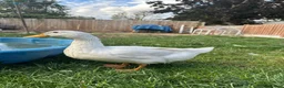 Ducks poultry for sale: 3 Cherry Valley Ducks - Advert 19