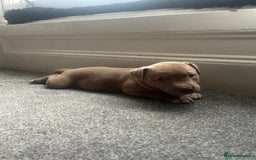 Mixed Breed dogs for sale: 2 beautiful pups READY TO LEAVE  - Image 2