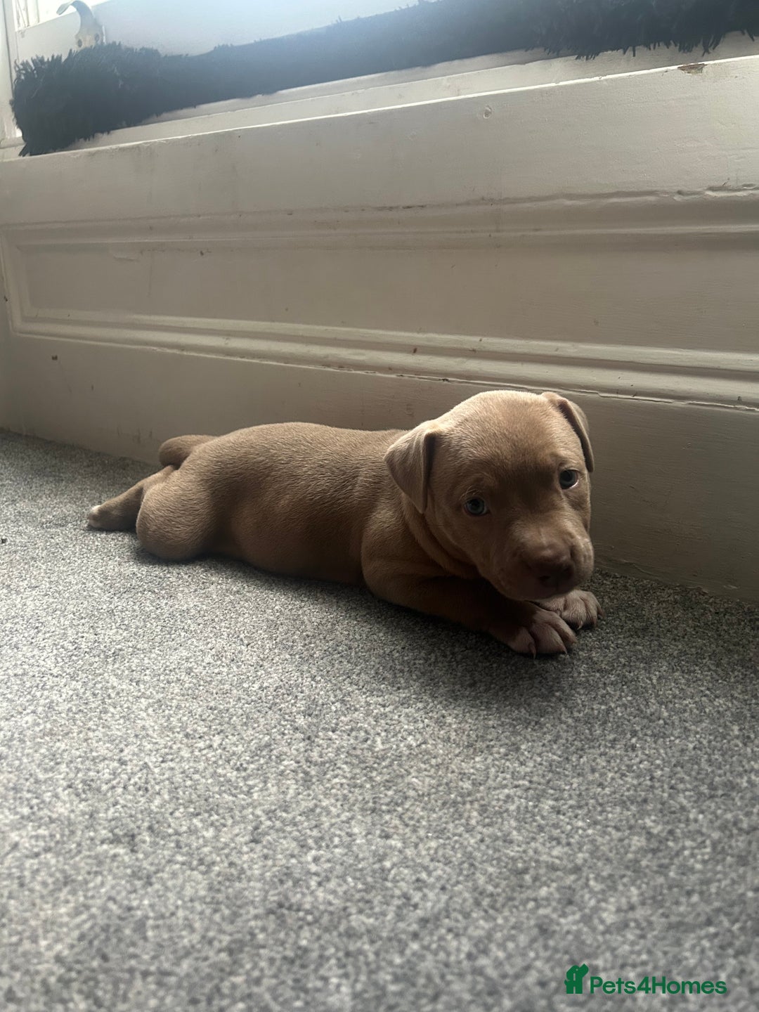 Mixed Breed dogs for sale: 2 beautiful pups READY TO LEAVE  - Image 2