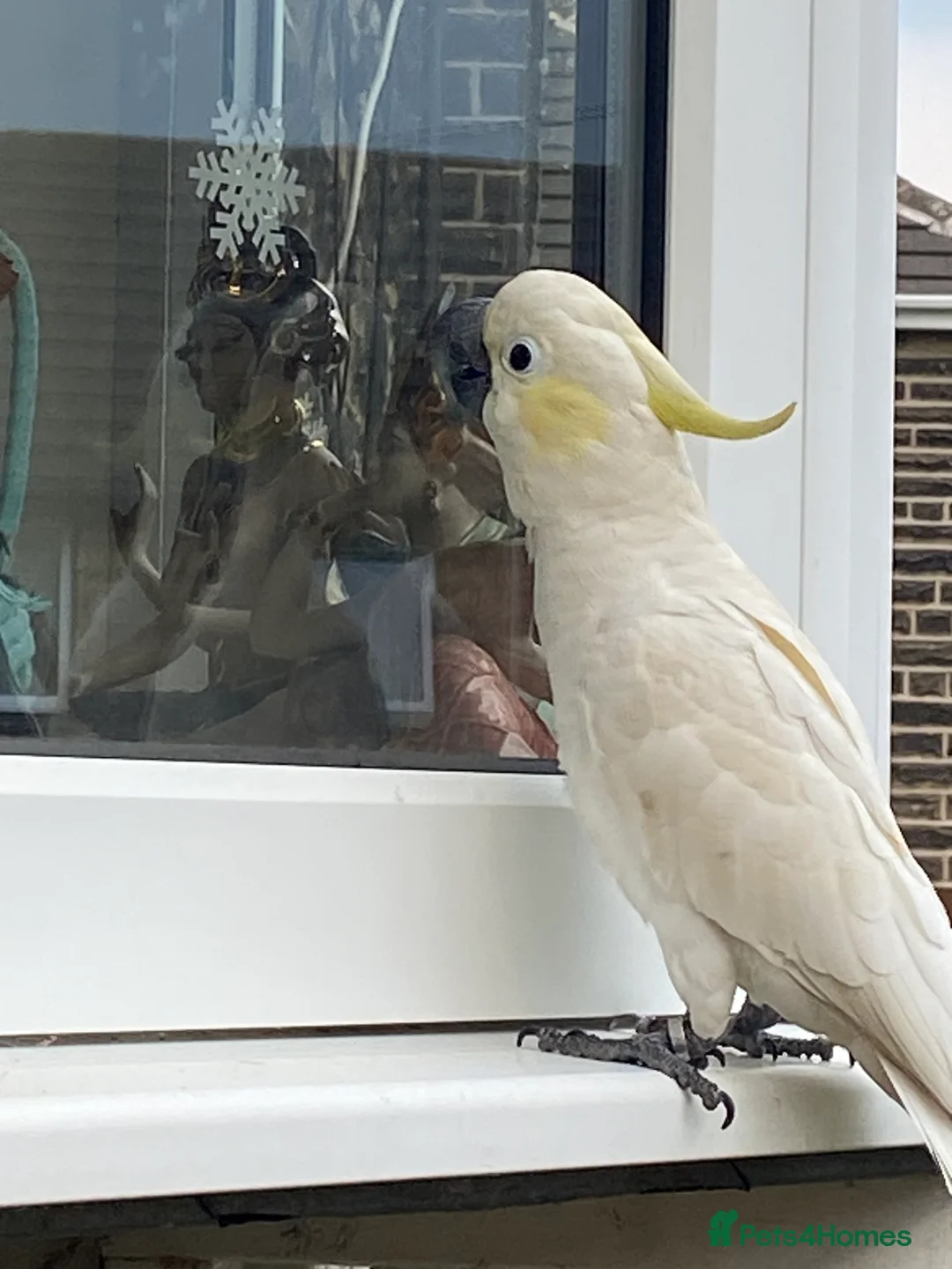 Cockatoo birds for sale: Lesser crested Cocatoo - Advert 6