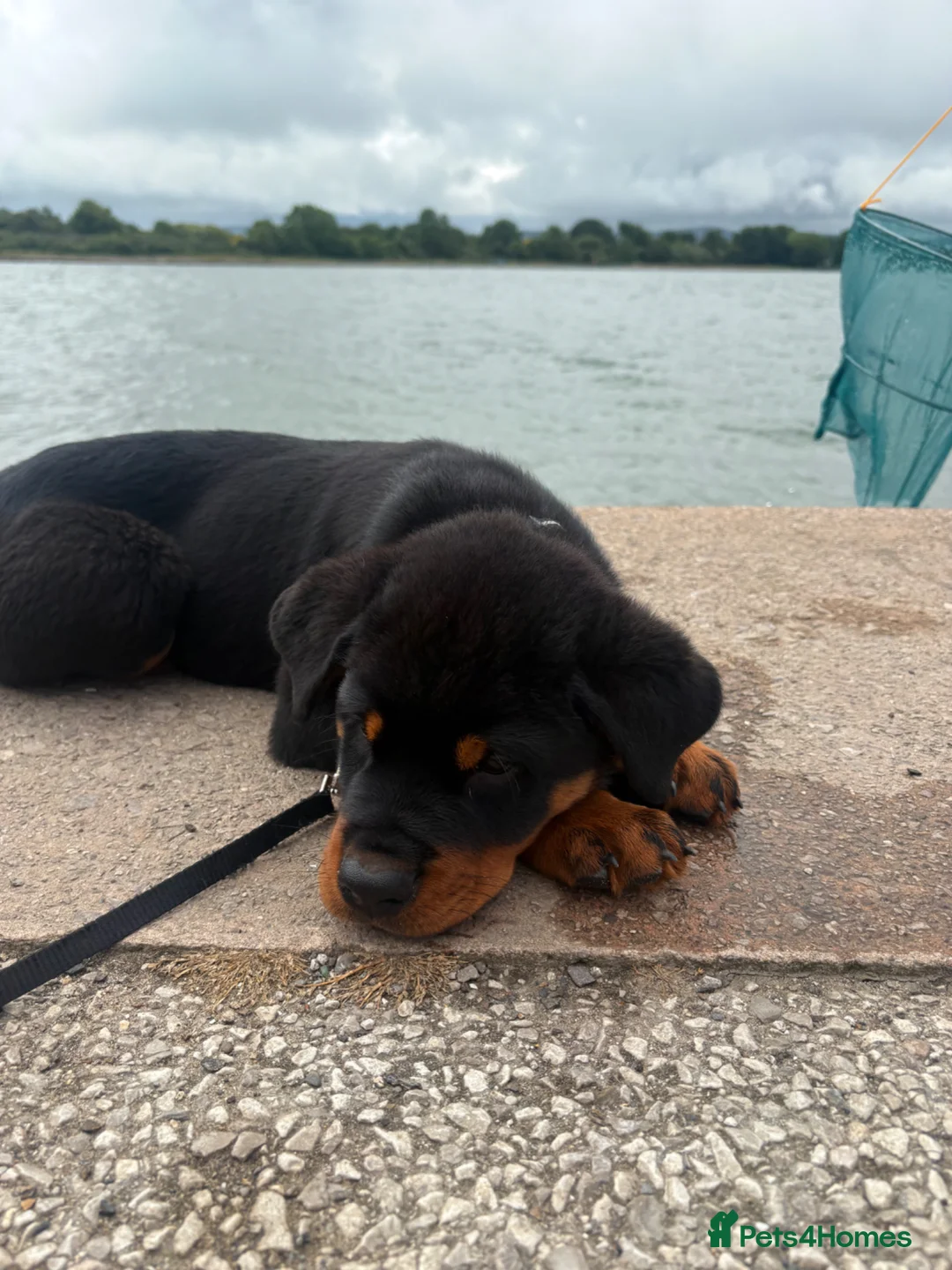 Rottweiler dogs for sale: 12 week male Rottweiler puppy - Advert 2