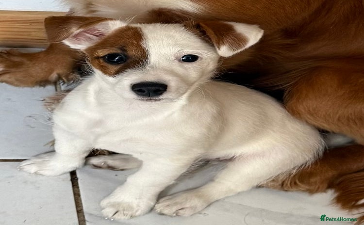 Jack Russell dogs - Advert 1
