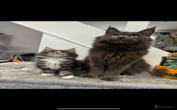 Maine Coon cats for sale: XL pure Maine coon kittens 💖 in Wellingborough - Image 11