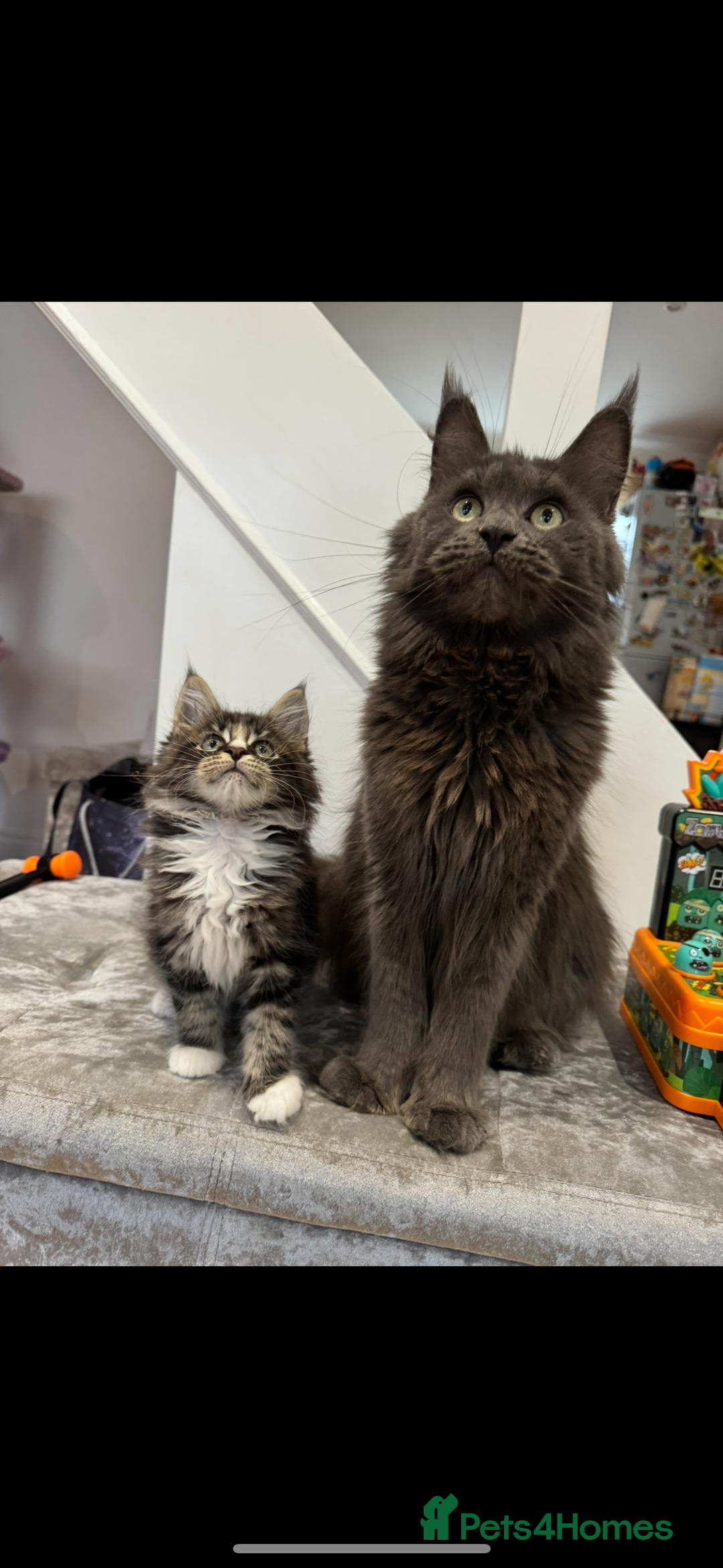 Maine Coon cats for sale: XL pure Maine coon kittens 💖 in Wellingborough - Image 11