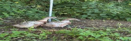 Ducks poultry for sale: WELSH HARLEQUIN DUCKS – UNSEXED PAIR | 8 WEEKS OLD - Advert 5