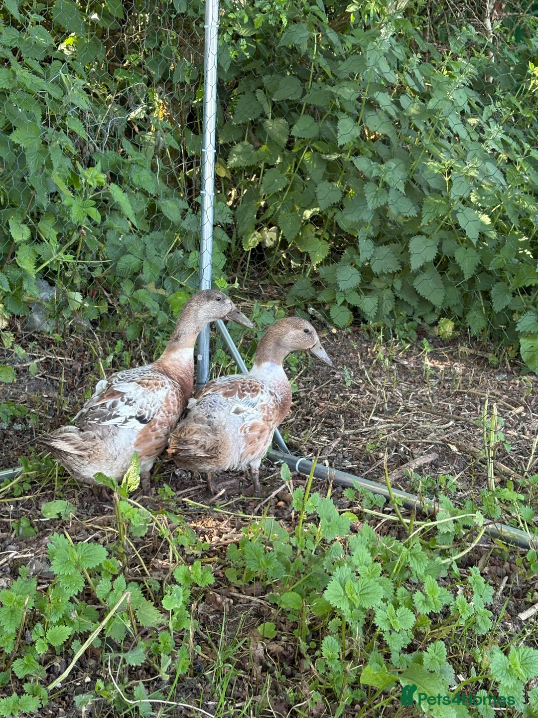 Ducks poultry for sale: WELSH HARLEQUIN DUCKS – UNSEXED PAIR | 8 WEEKS OLD - Advert 5