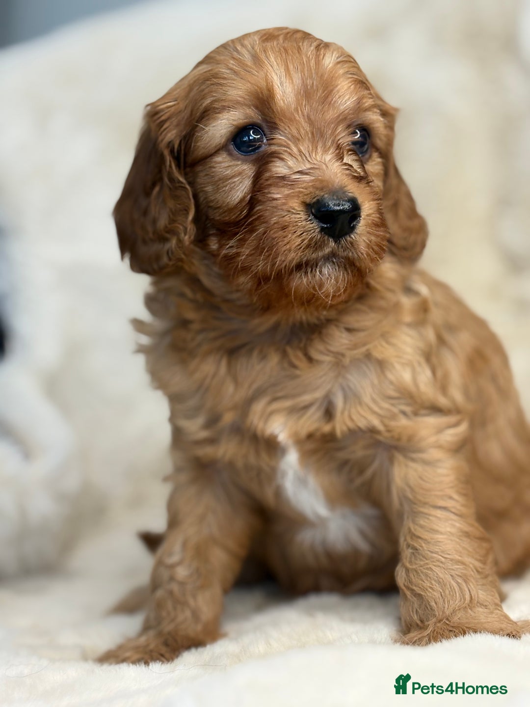 Cavapoo dogs for sale: Stunning health tested Cavapoo puppies - Image 22