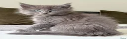 Maine Coon cats for sale: Maine coon x kittens  in Bradford - Advert 5