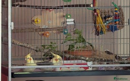 Cockatiels birds for sale: Bonded pair of cockatiels  - Image 5