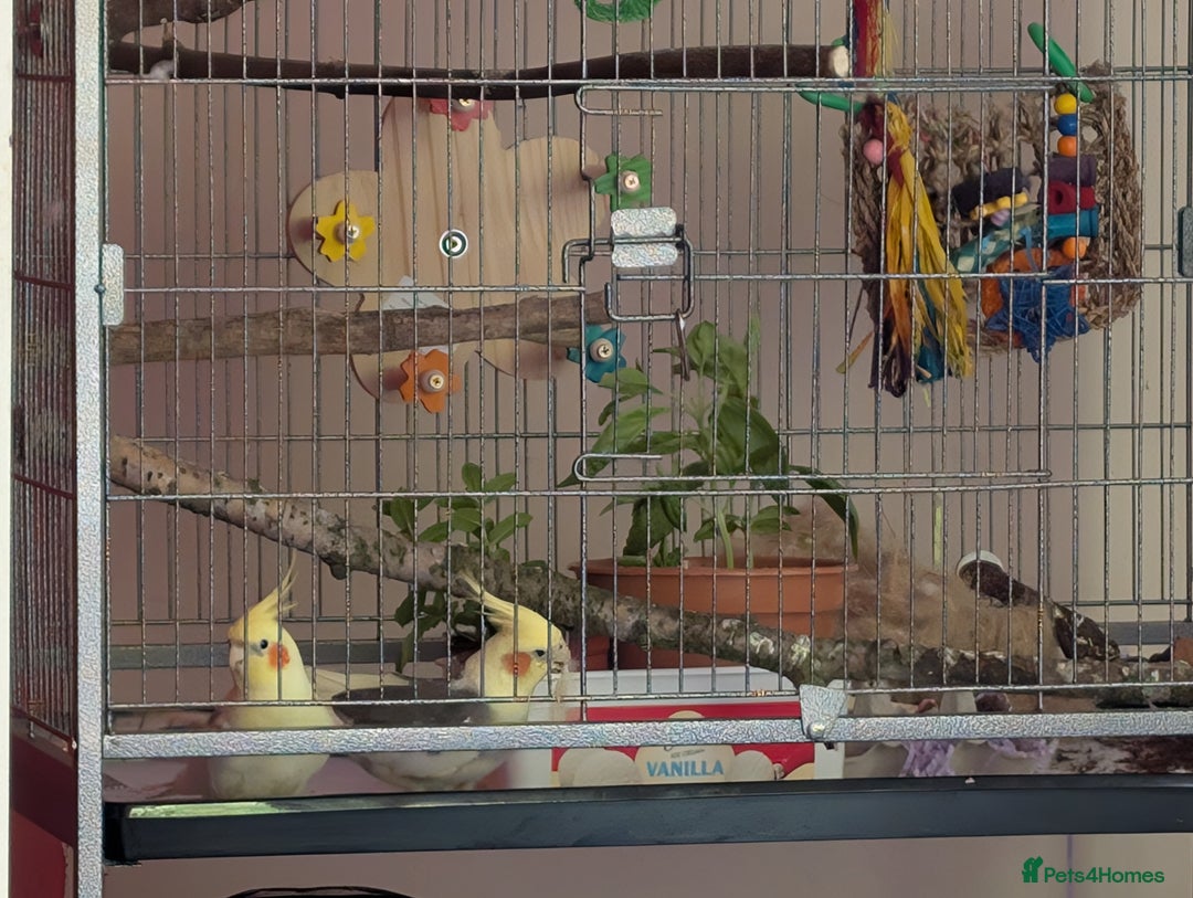 Cockatiels birds for sale: Bonded pair of cockatiels  - Image 5