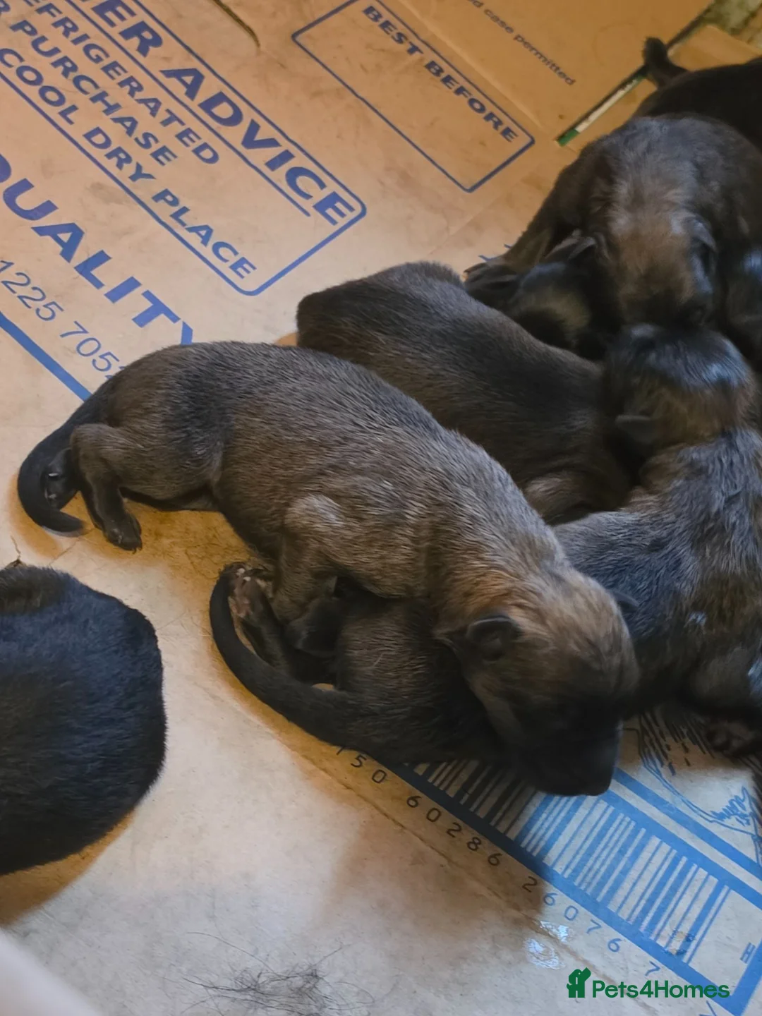 German Shepherd dogs for sale: German shepherd puppies outstanding litter - Advert 2