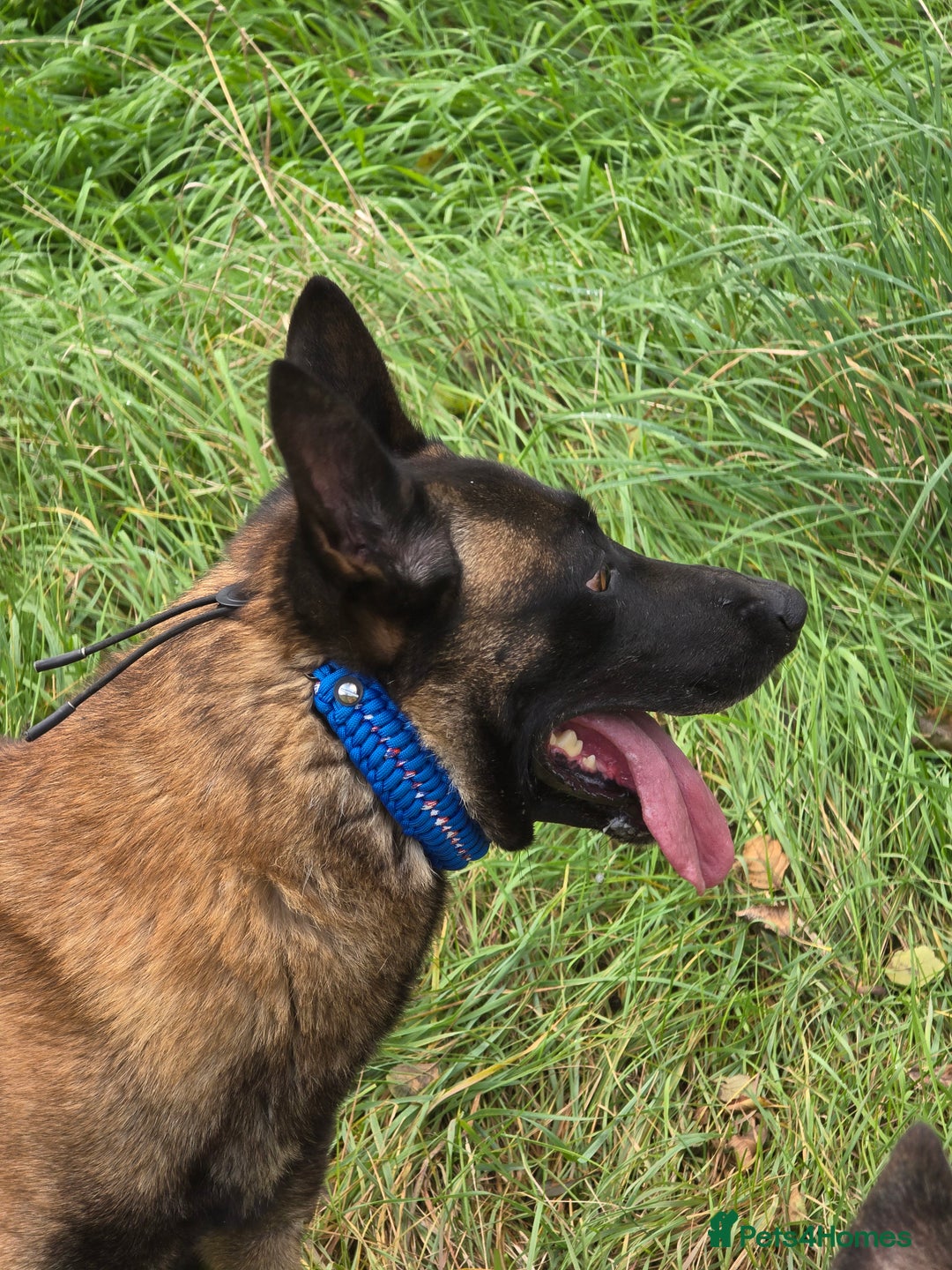 Belgian Shepherd Dog dogs for stud: CHANCE MR3 Vice Champion PSA2 at STUD - Advert 10