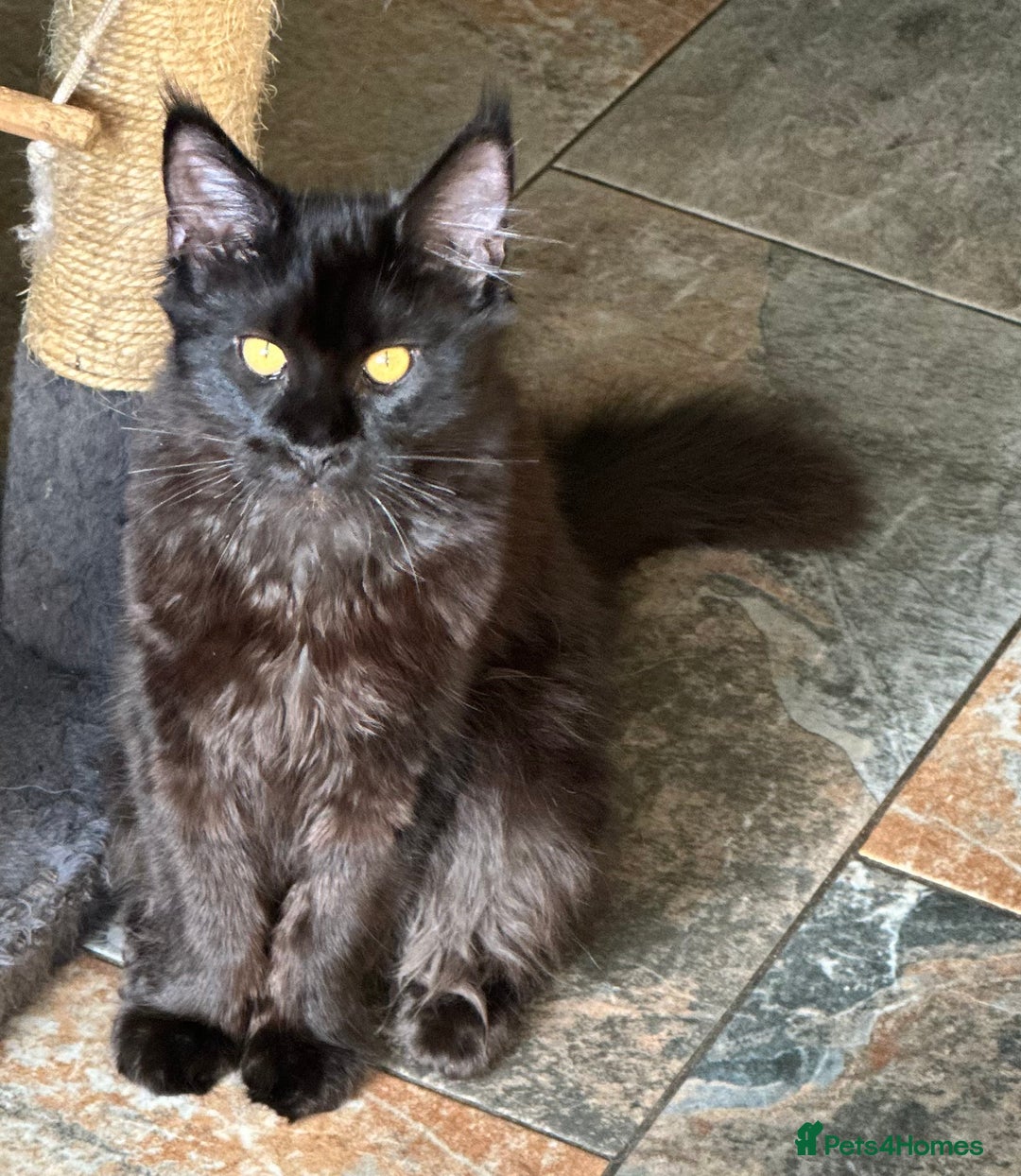 Maine Coon cats for sale:  Tica active registered Beauitful big kittens  in Wednesbury - Image 16