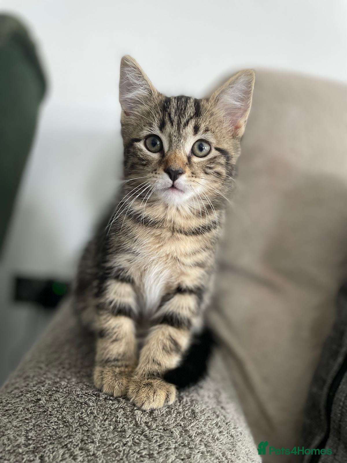 British Shorthair cats 1 Adorable little guy left - Advert 13