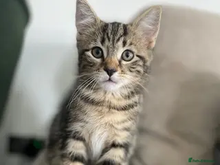 British Shorthair cats 1 Adorable little guy left - Advert 13