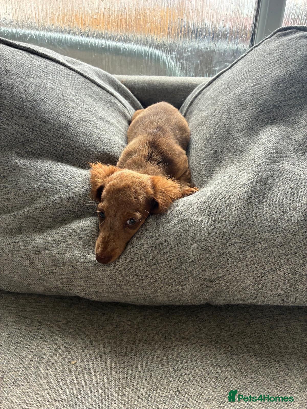 Miniature Dachshund dogs KC REG Long Haired Miniature Dachshunds  - Advert 1