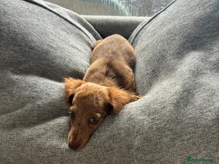 Miniature Dachshund dogs KC REG Long Haired Miniature Dachshunds - Advert 1