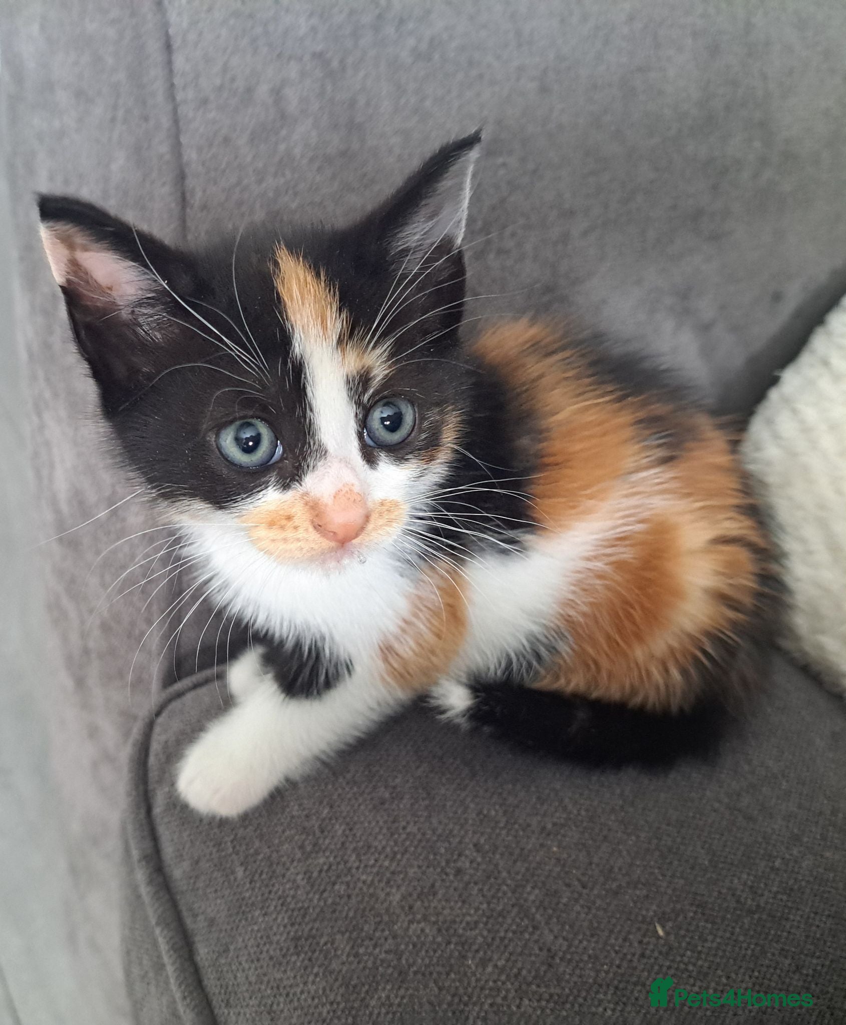 Mixed Breed cats tortoiseshell kittens - Advert 1