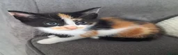 Mixed Breed cats for sale: tortoiseshell kittens - Advert 1