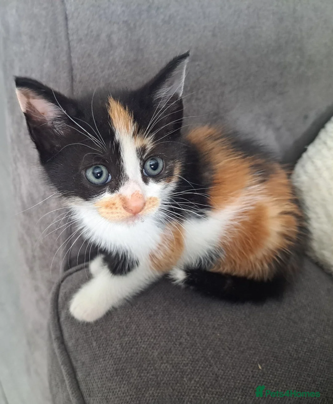 Mixed Breed cats for sale: tortoiseshell kittens - Advert 1