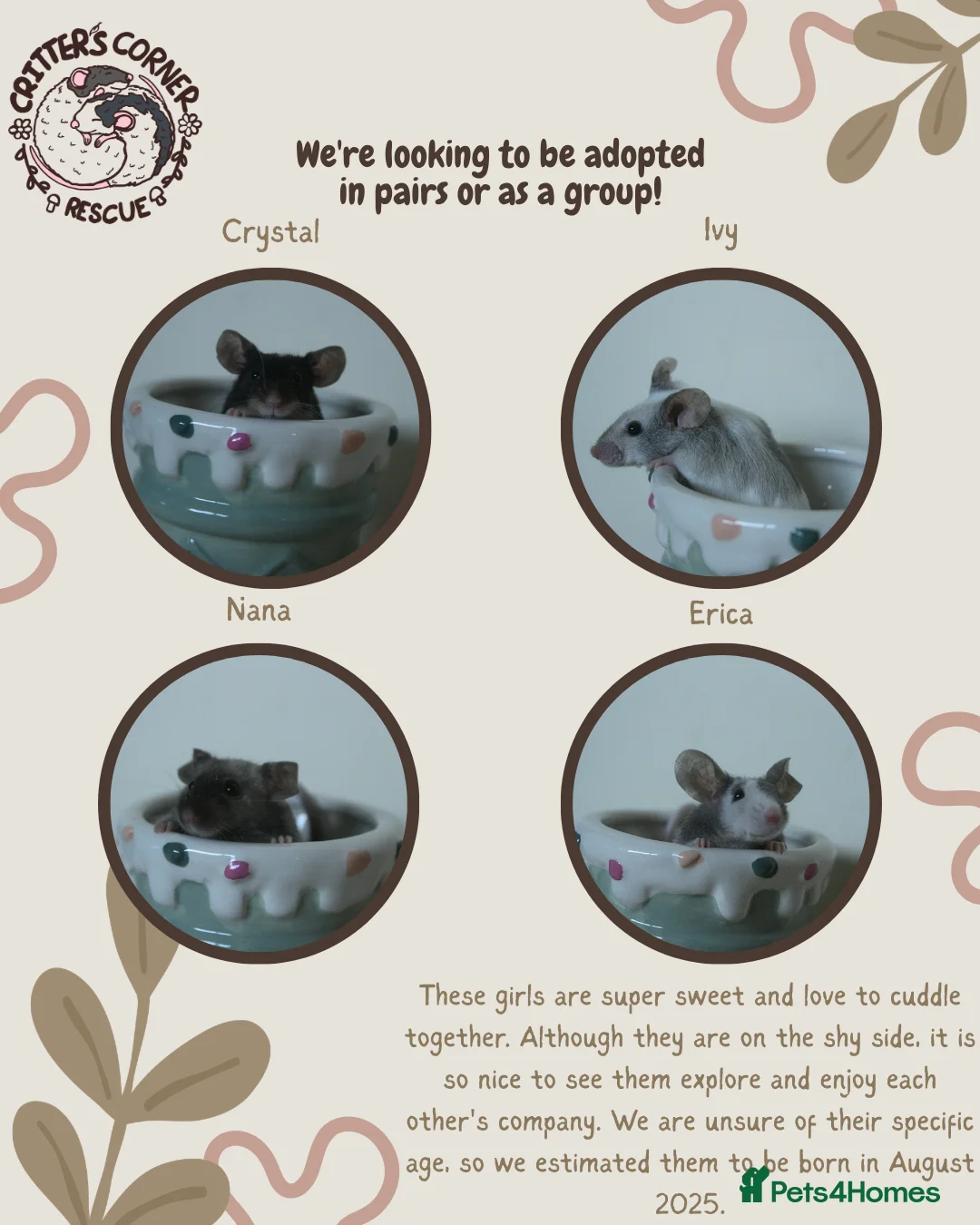Mouse rodents for sale: 🐭 Female Mice Available for Adoption 🐭 - Advert 1
