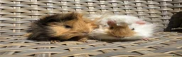 Guinea Pig rodents for sale: 2 Pretty baby long haired female guinea pigs. - Advert 1