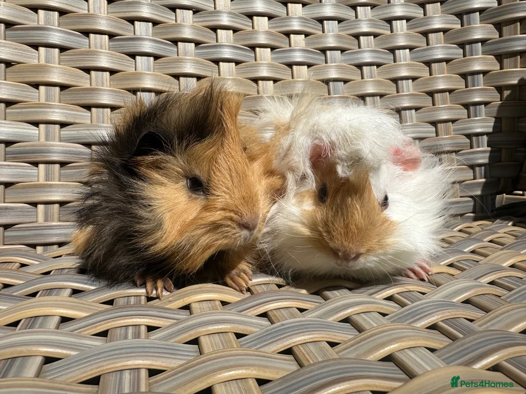 Guinea Pig rodents for sale: 2 Pretty baby long haired female guinea pigs. - Advert 1