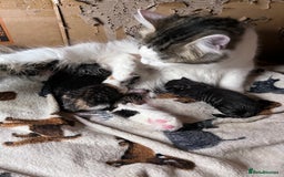 Mixed Breed cats for sale: Tabby boy  - Image 2