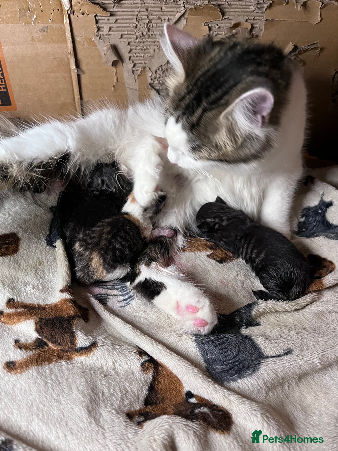 Mixed Breed cats for sale: Tabby boy  - Image 2