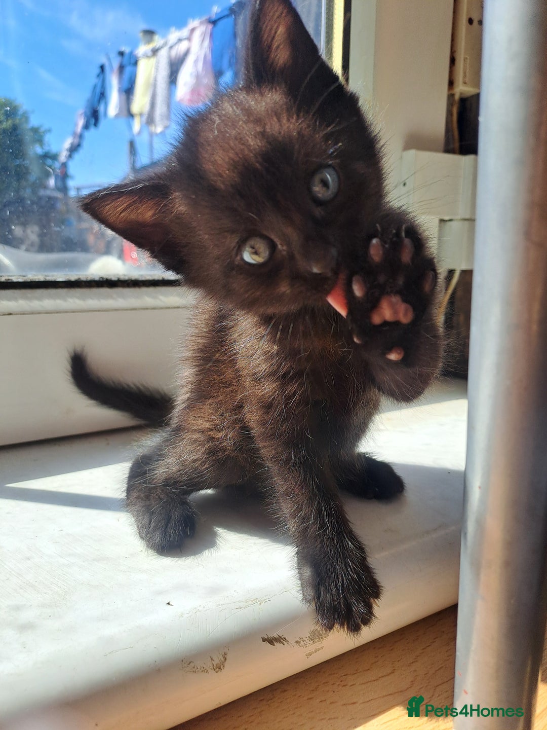 Mixed Breed cats for sale: 6 month old bengal×domestic short hair - Advert 5