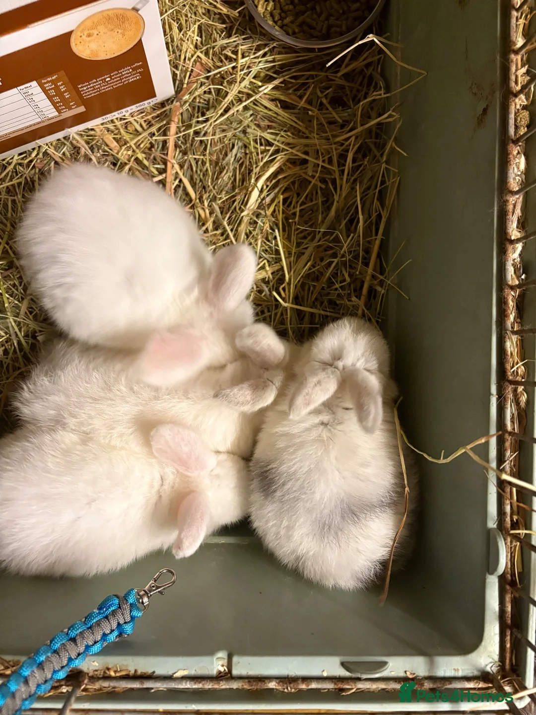 Mini Lop rabbits for sale: Beautiful Mini Lop Rabbits – Ready from 9th Nov - Advert 2