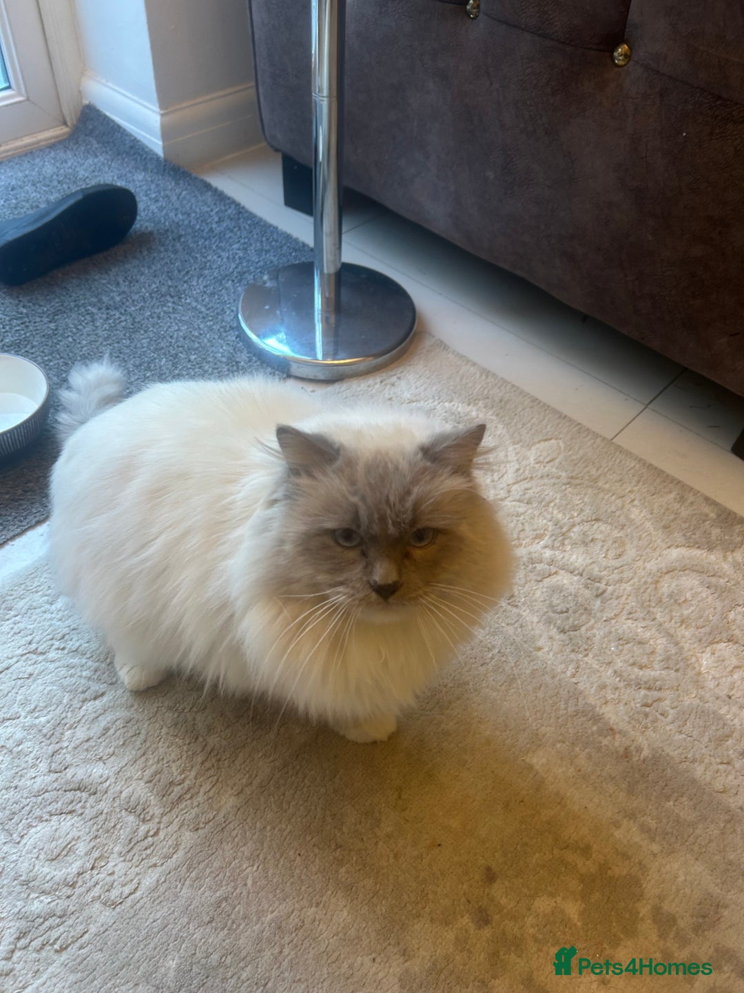 Ragdoll cats for sale: Male Ragdoll Nearly 2 years old - Advert 2