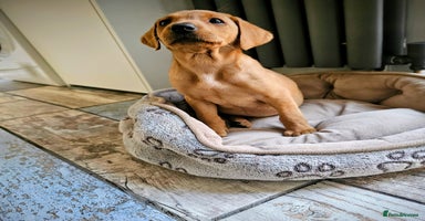 Labrador Retriever dogs - Advert 3