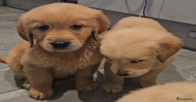 Golden Retriever dogs - Advert 8